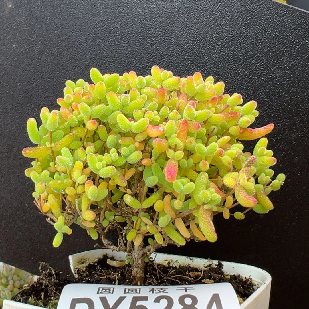 dy5284直杆小树型蜜橘糖球冠幅6cm