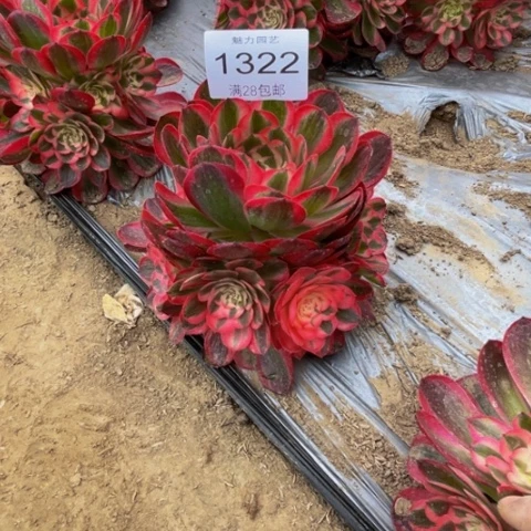 荔枝多肉多肉1322