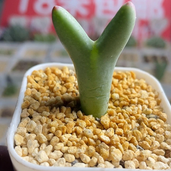 佳人园艺多肉生石花皮卡丘80