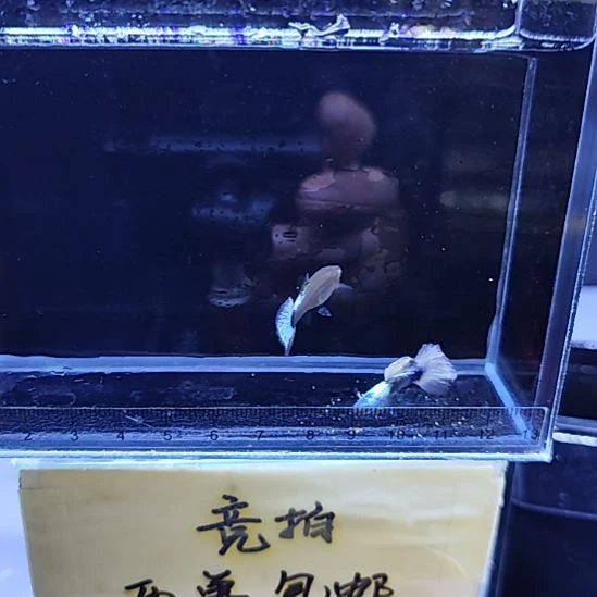 孔雀鱼越系白金白尾一对