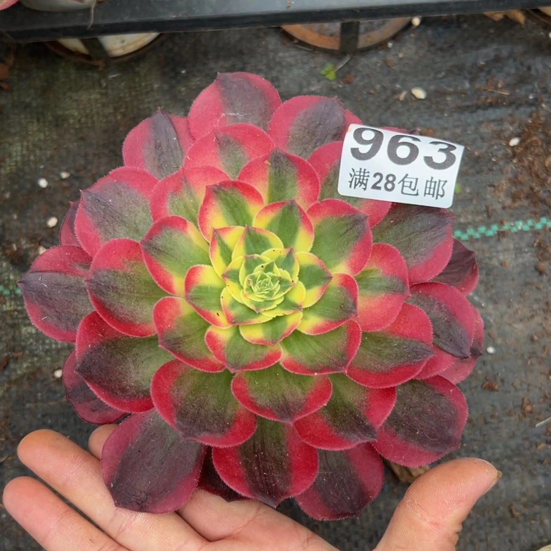 多肉植物963脱土的