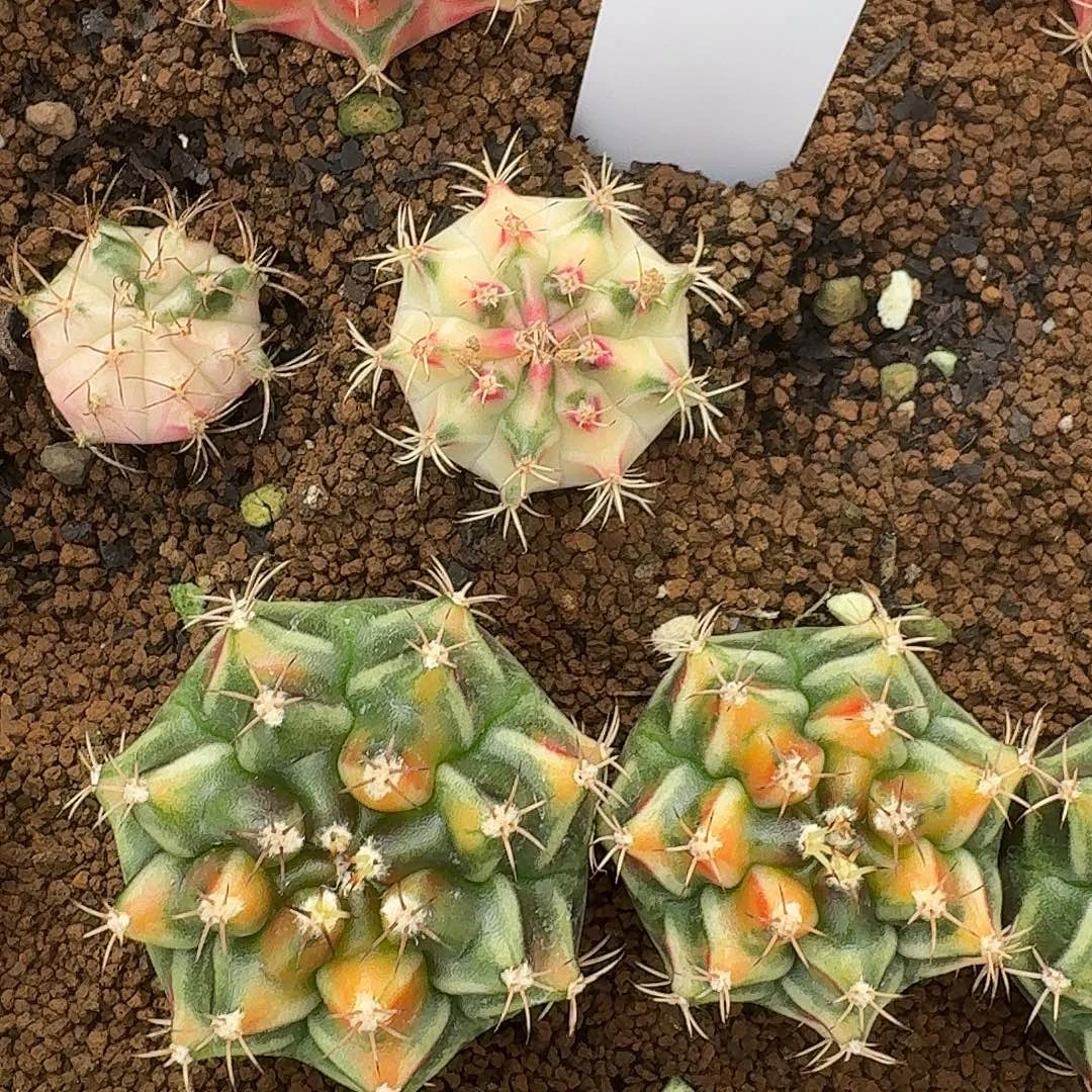 L217-1122广东发货 白富美