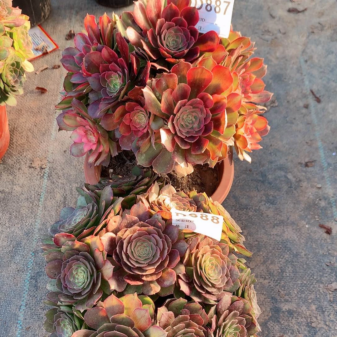 洛神加万圣节887➕888