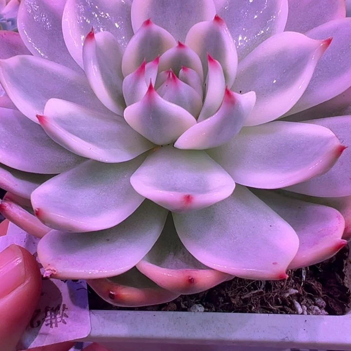 吉娃娃锦多肉植物375