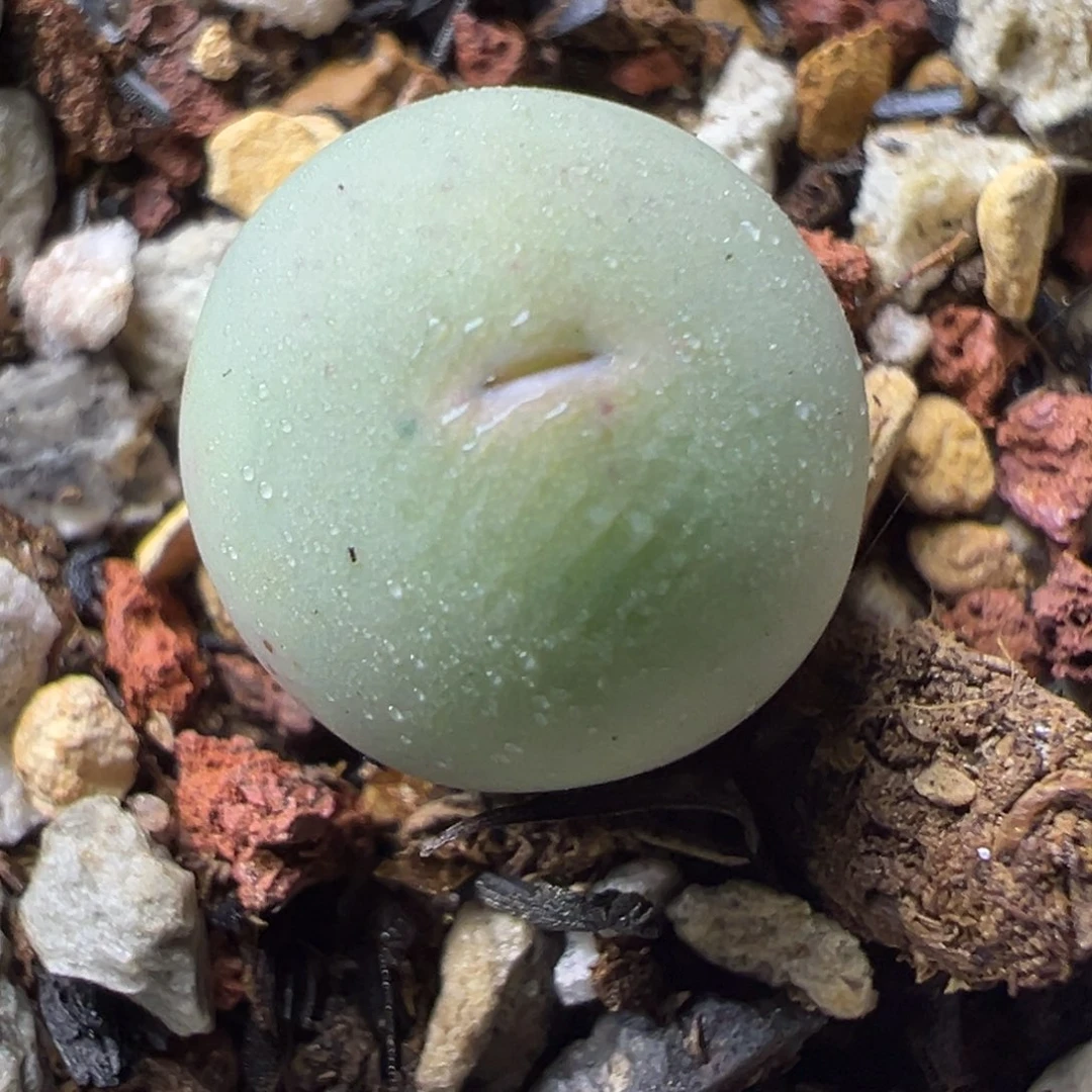 03v嘴小苗一物一拍