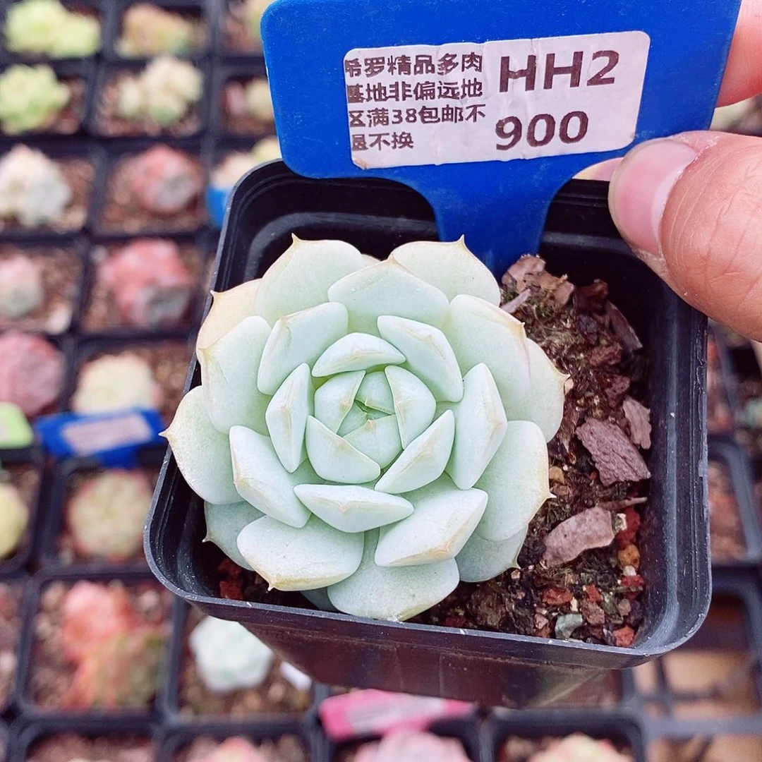 喀秋莎5-6cm多肉植物