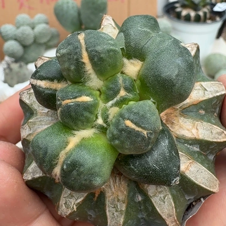 【闪购商品】无花朵福利蛋尤191