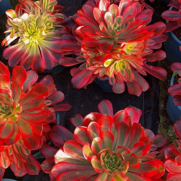 美杜莎一颗多肉植物