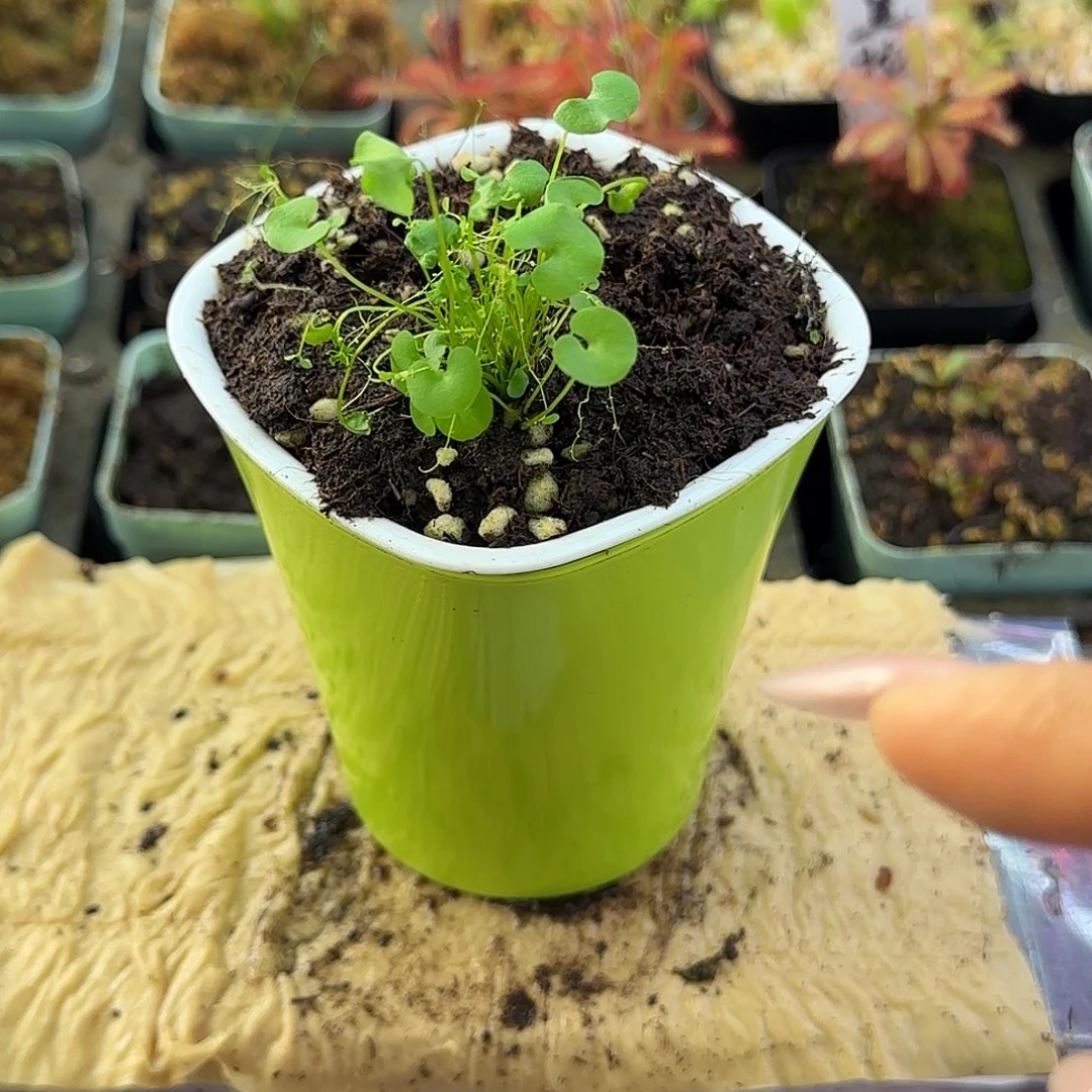 完全开放大肾叶交荷叶