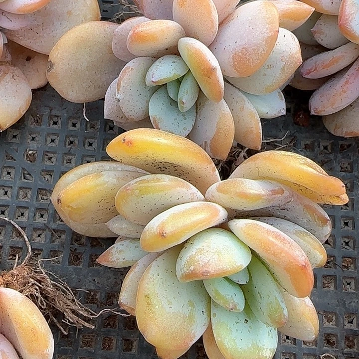 用****4青蛙王子儿童牙膏111