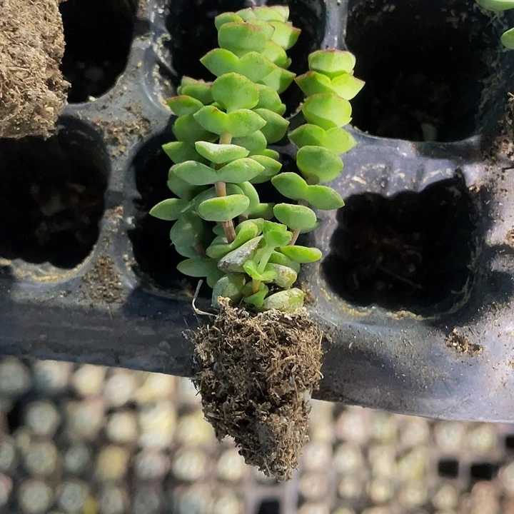 小钱串群1元带土发