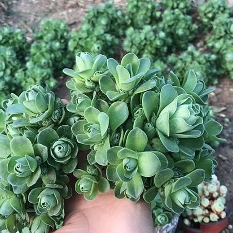 山地玫瑰二棵多肉