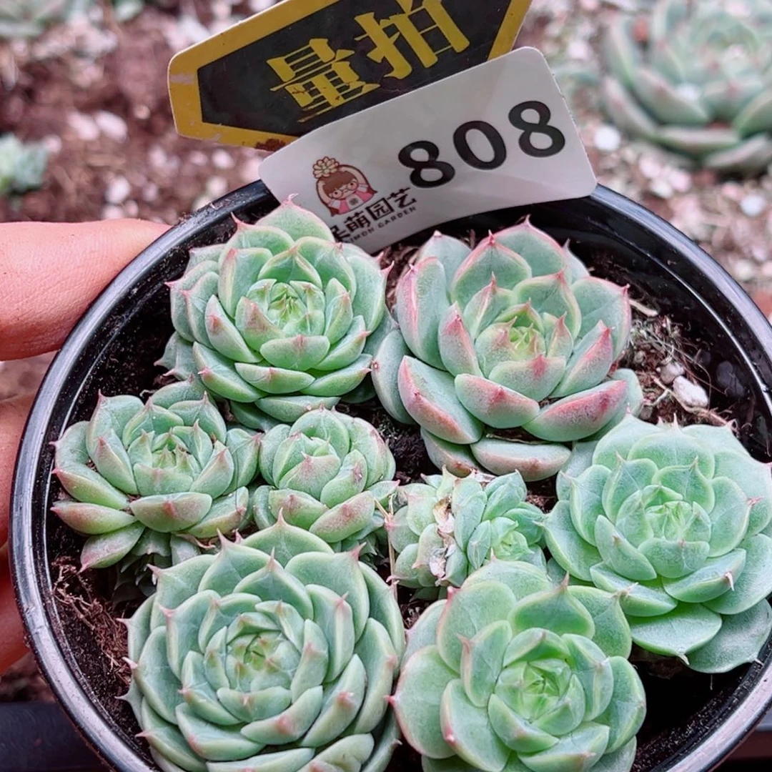 多肉植物多肉植物