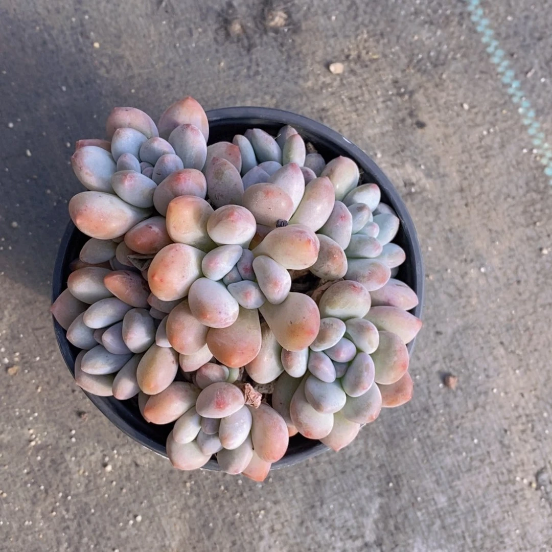 香水手捧花，老桩。