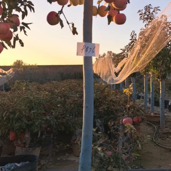 无花朵大高杆精品苹果盆栽