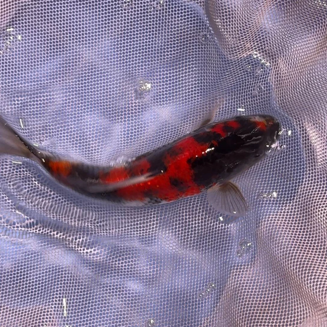 锦鲤精品锦鲤大放漏