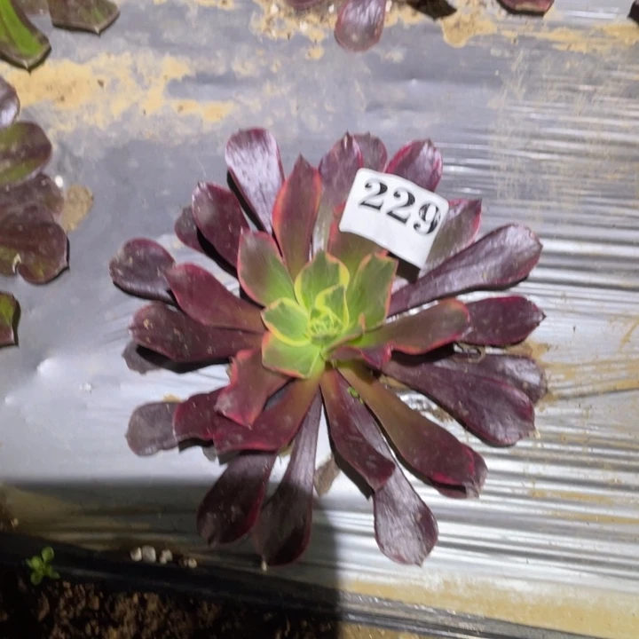 凤冠多肉多肉植物229