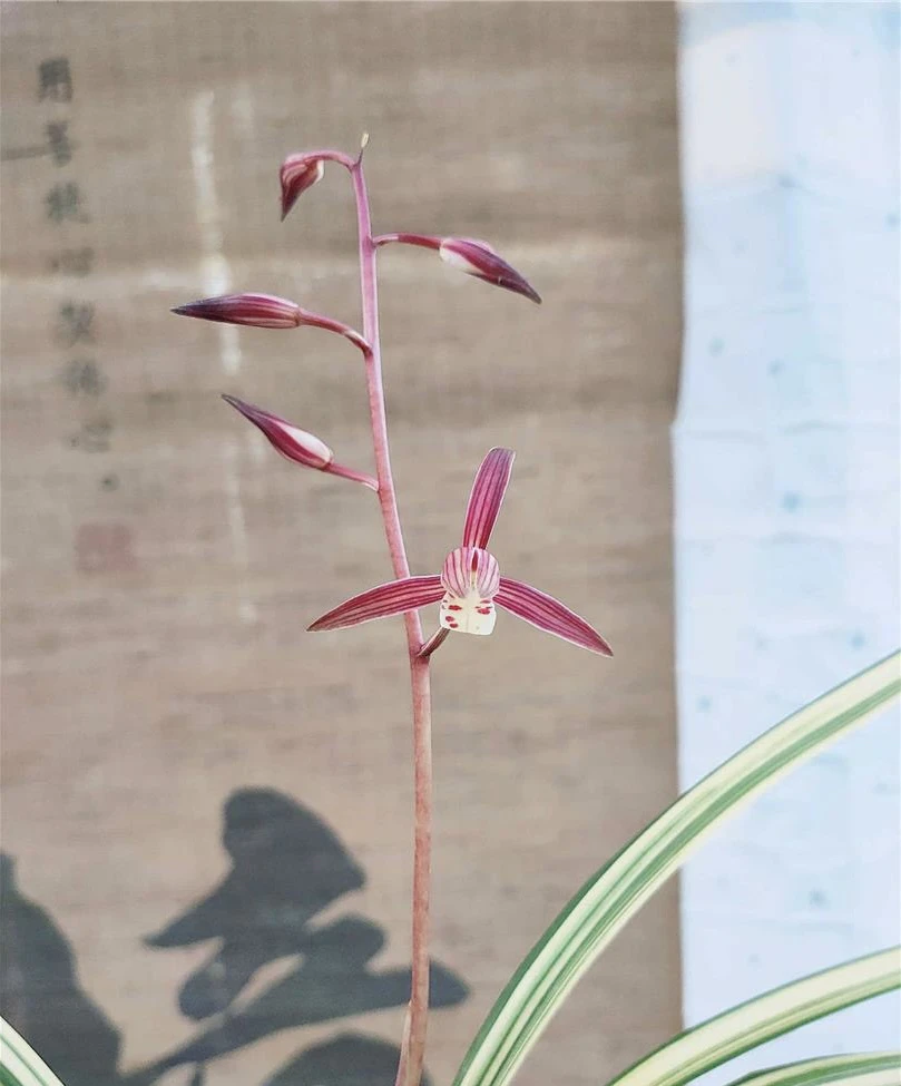 墨兰【阳明锦】多苗墨兰传统名品进化线艺红花