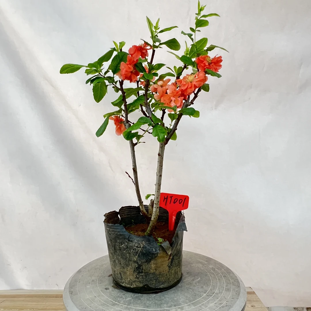 世界一号海棠花盆栽树苗盆景绿植重瓣卧室内四季花卉开花好养易活