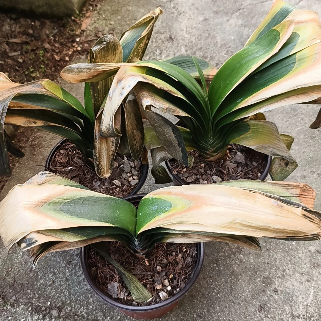 上***8完全开放多瓣大苗残叶特惠三棵