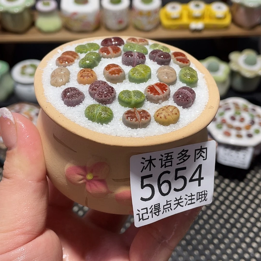带盆土植物 一物一拍5654
