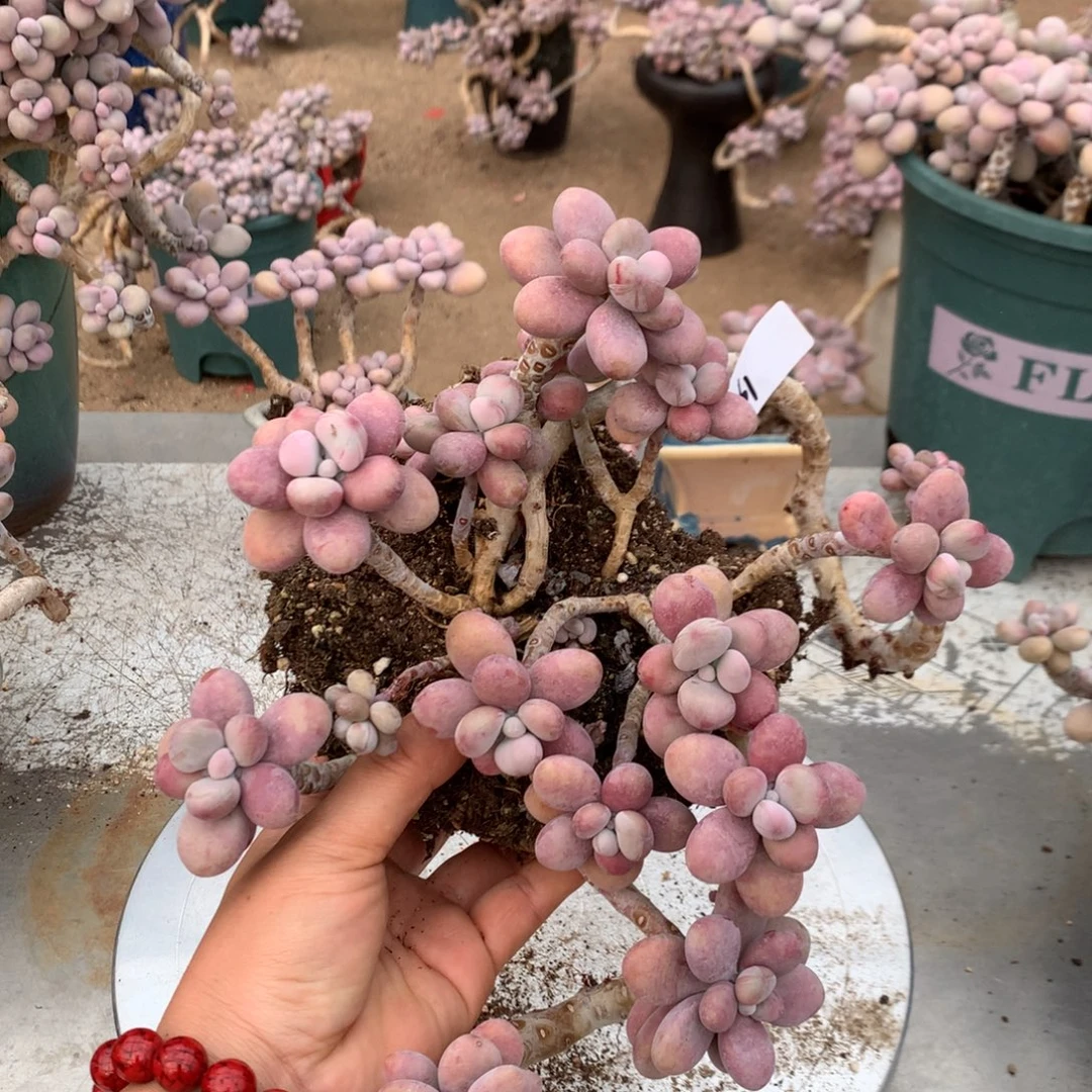 瑕疵福利不带盆61号