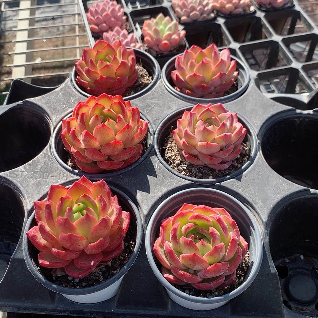 大号夜魔侠7788888887888