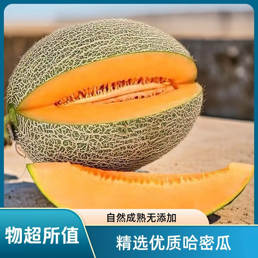 【海南直发】新鲜哈密瓜现摘水果非玲珑蜜瓜西州蜜网纹瓜产地直发