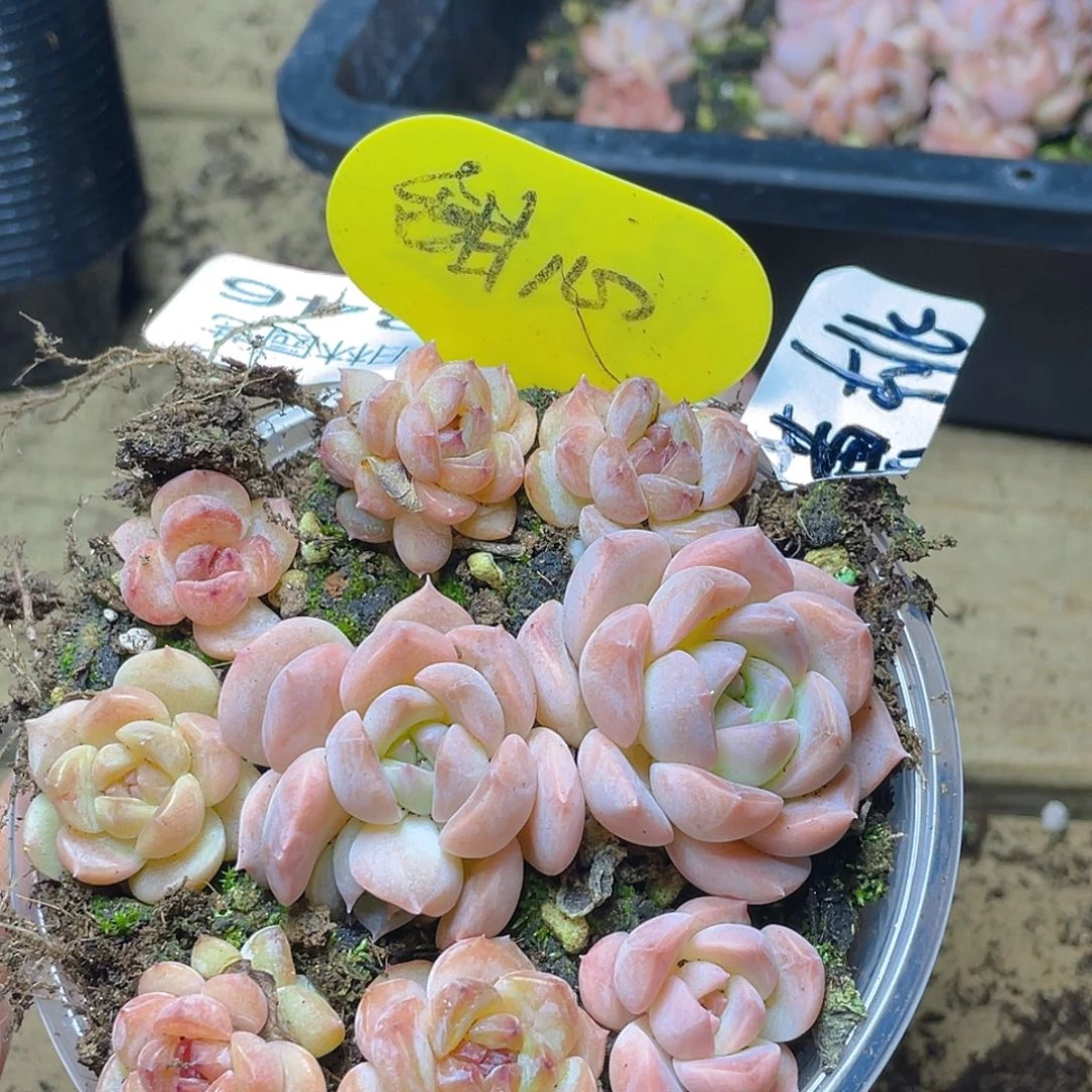 量拍多肉植物多肉植物346