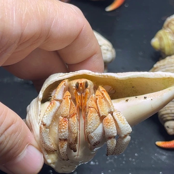 闪15号毛球2.3口径