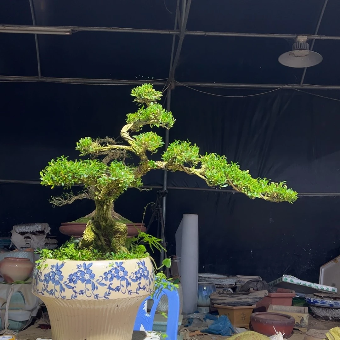 无花朵广东雀舌黄杨盆景