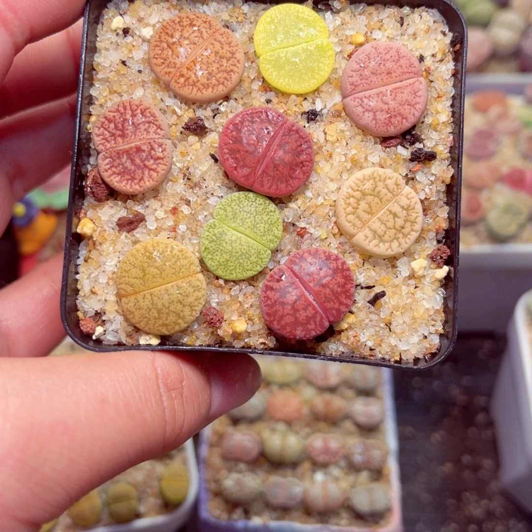 472号带盆包邮发货