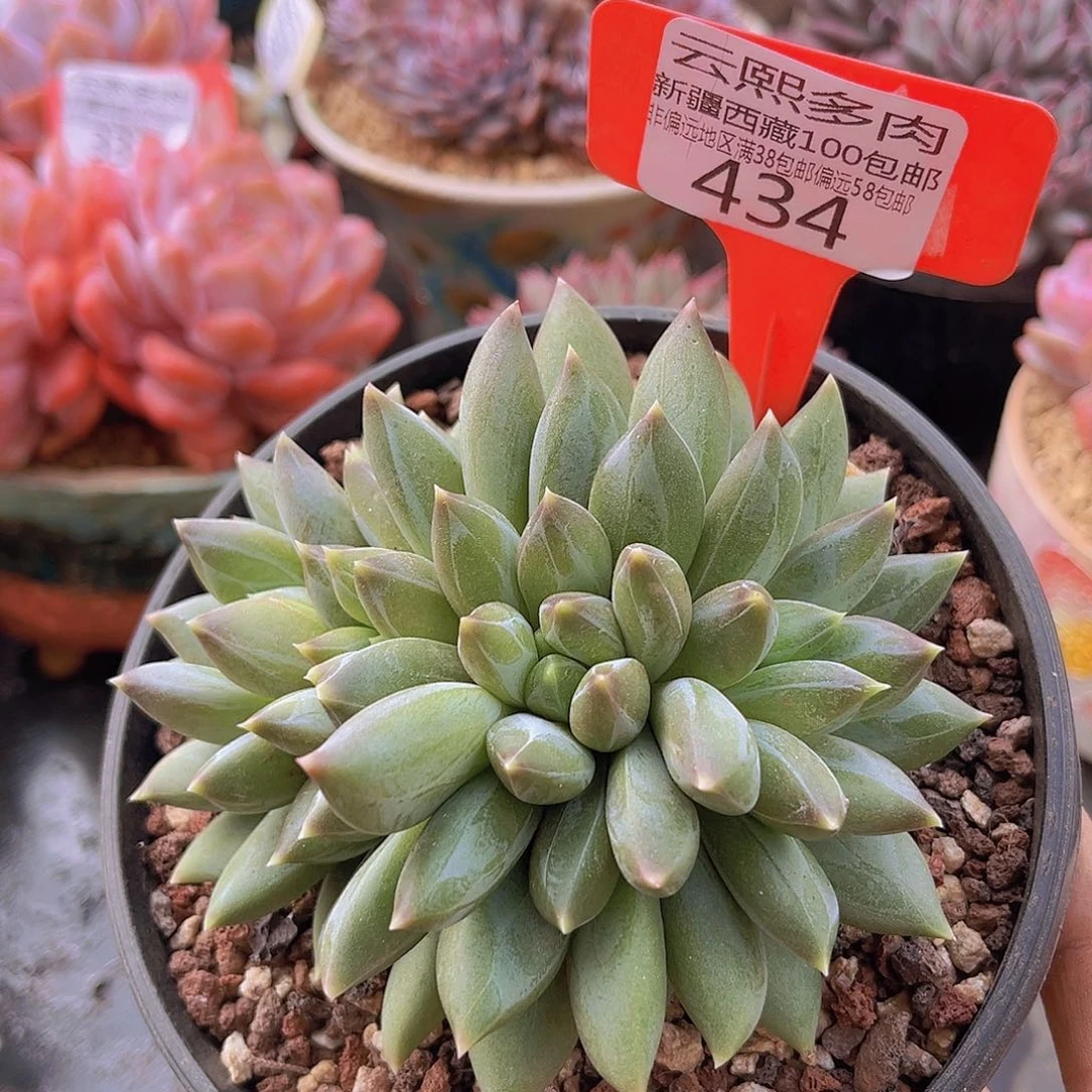 434重楼美人多肉植物