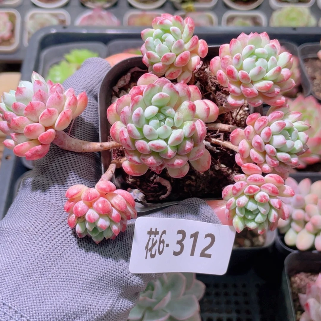 花利美6-312珍珠豆