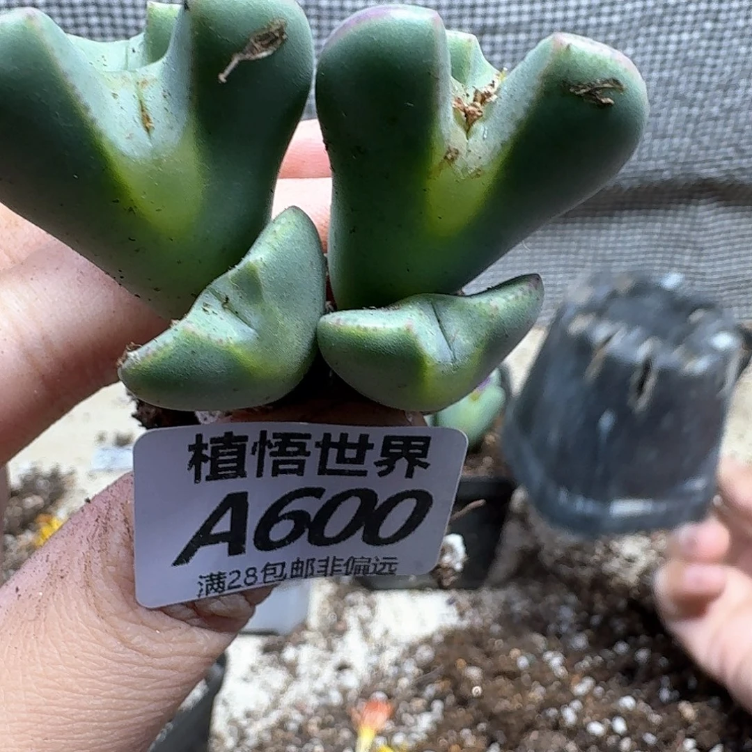 多肉植物的人生fgh