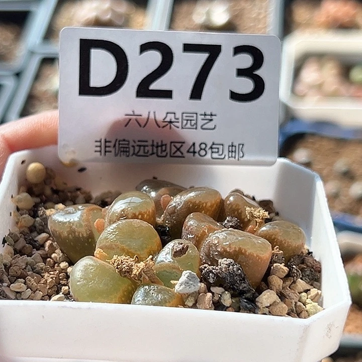 ꧁****风铃1111111多肉