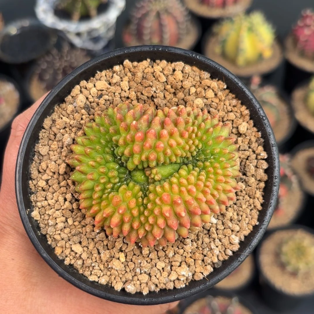 泰系米哈实生仙人球7号