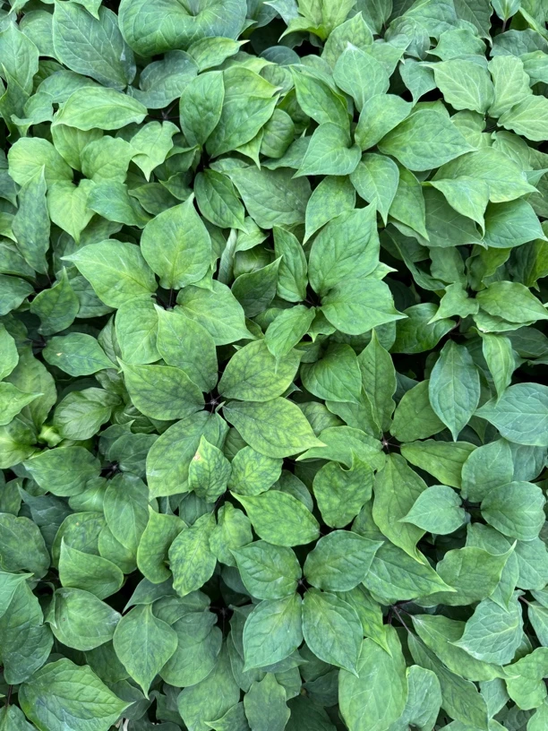 云南高杆滇重楼又名七叶一枝花或独角莲