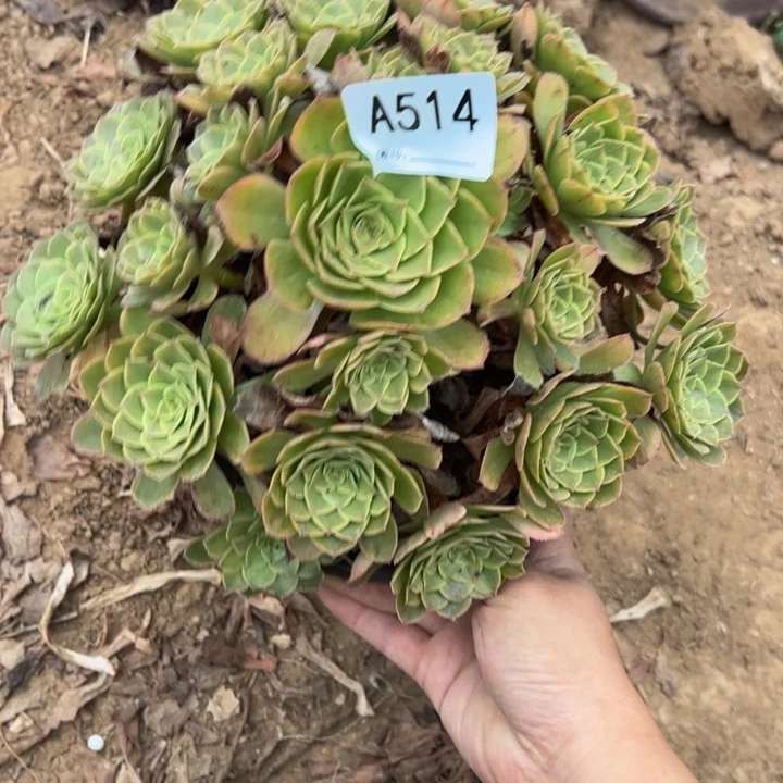 万绿锦多肉植物514.