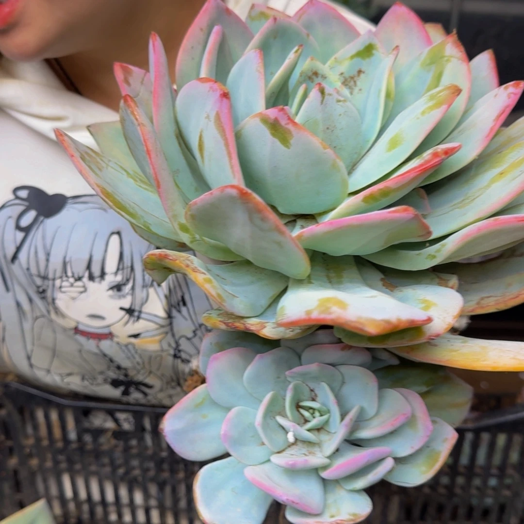 木***呀血凤 一颗 不包损33号