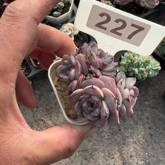 227天鹅绒多肉植物多