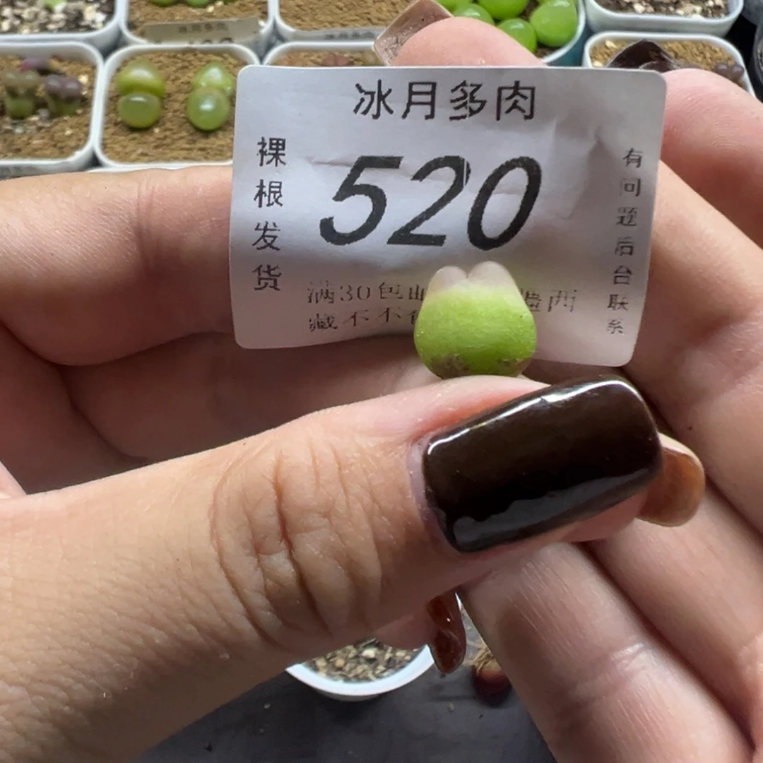 520拉登1200裸根发货