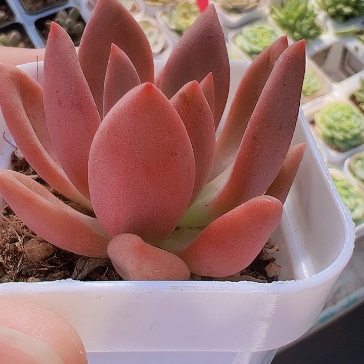 桃花源多肉19包邮