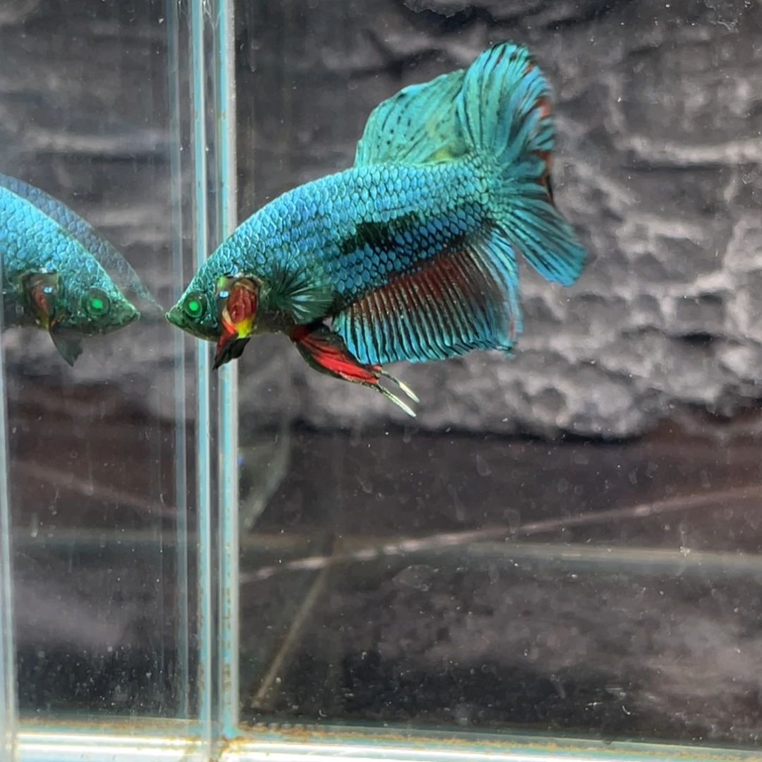 斗鱼绿魔将军公鱼