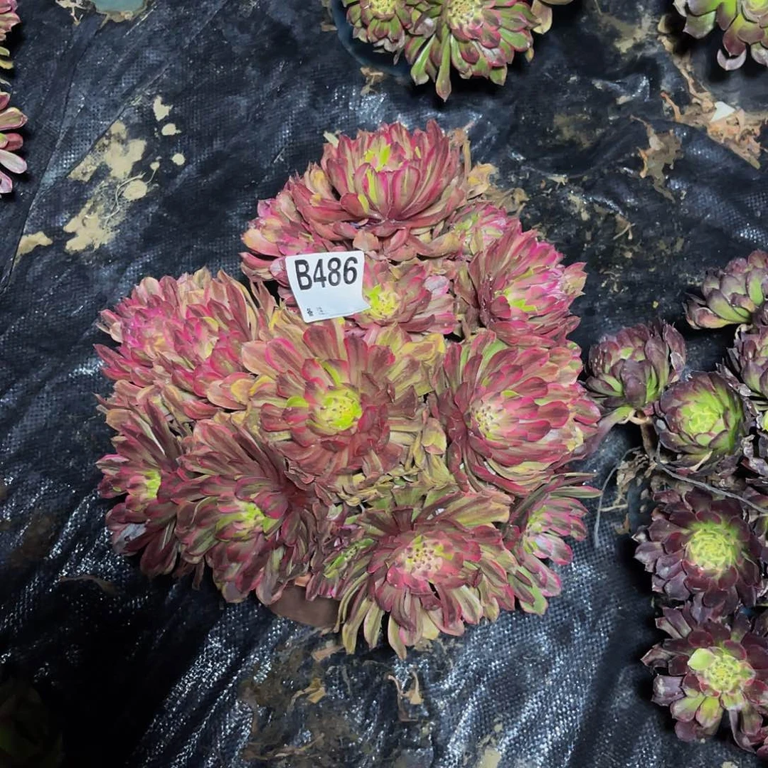 花脸粉黛法师1-36