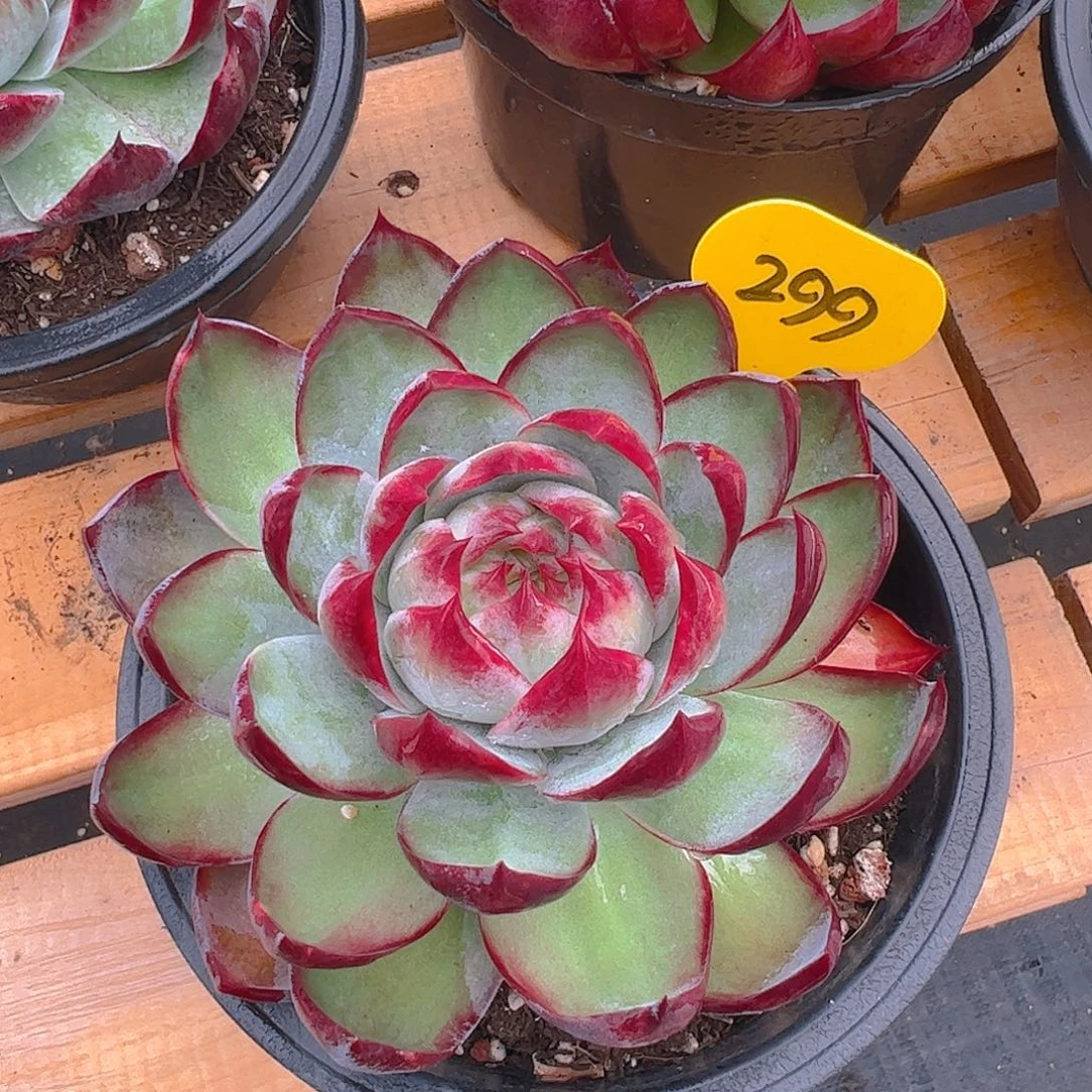 惊鸿仙子一物一拍299号