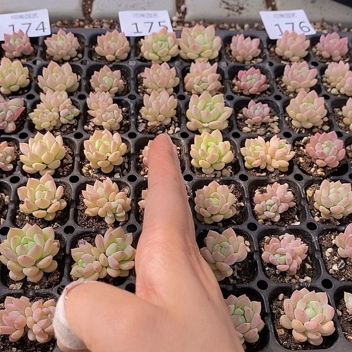 175-176 多肉植物盆栽花卉