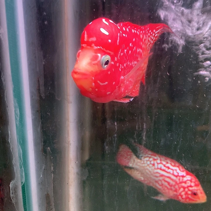 一***求罗汉鱼贵州火凤凰888888