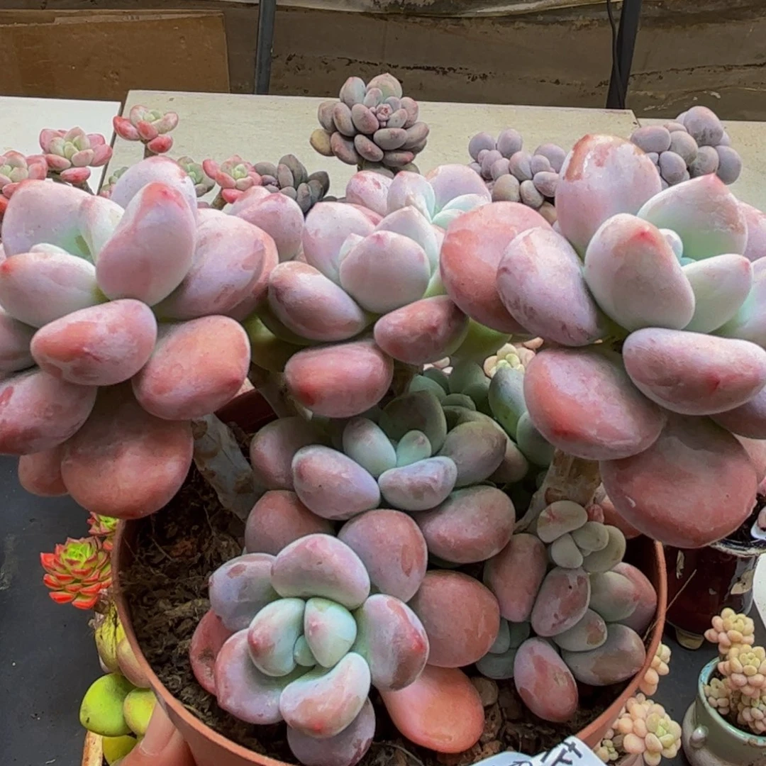 552/10cm樱花洛神多肉植物