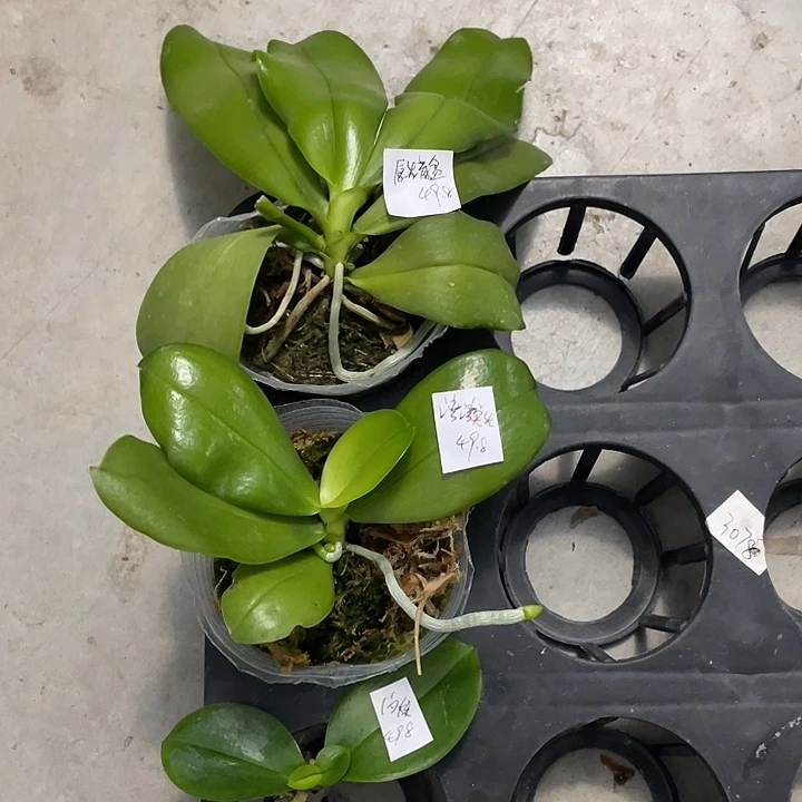 完全开放处理拯救闪烁➕湾湾实生➕原生盲盒3不售后